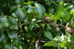 Ziziphus glaberrima